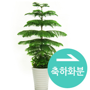 뵵 īװ #5